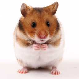 hamster.jpg