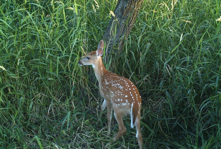 fawn.JPG