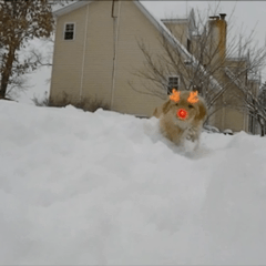 snowpuppy_object.gif