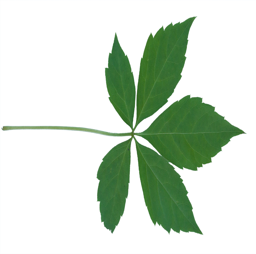 leaf3.png