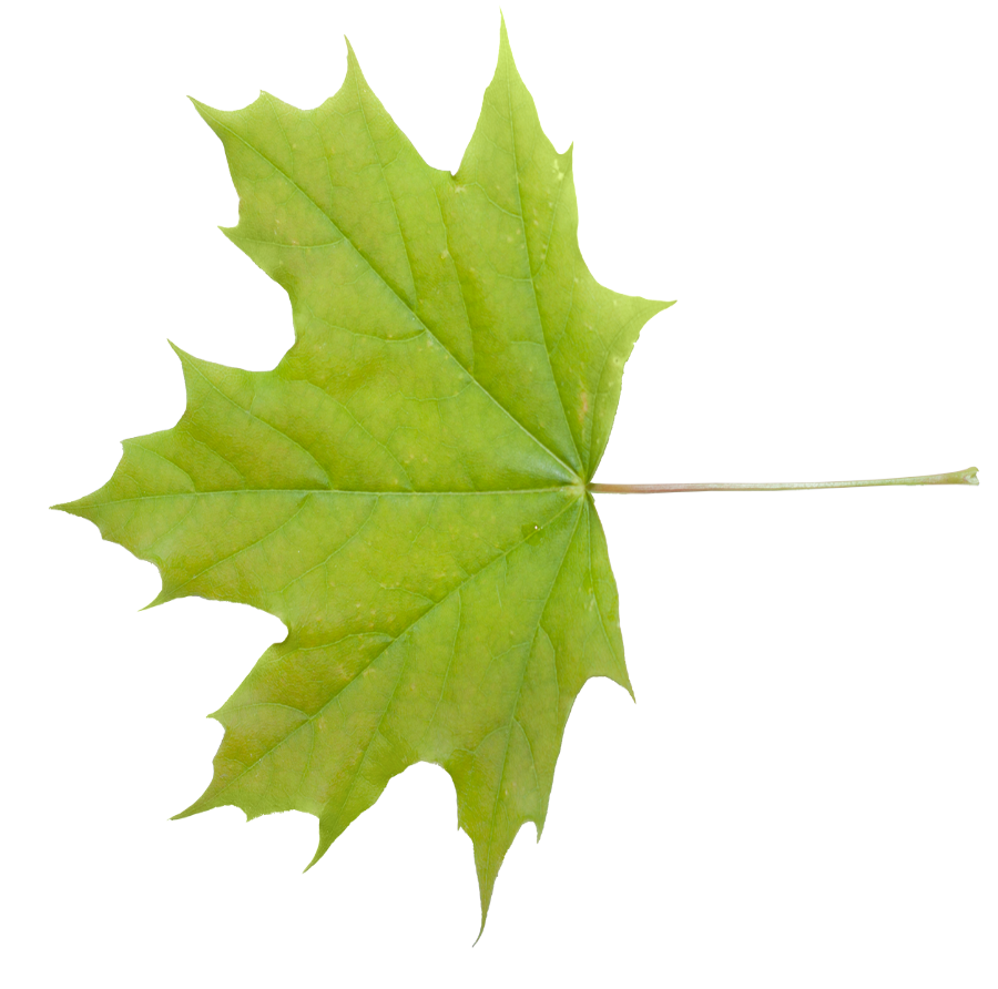 leaf4.png