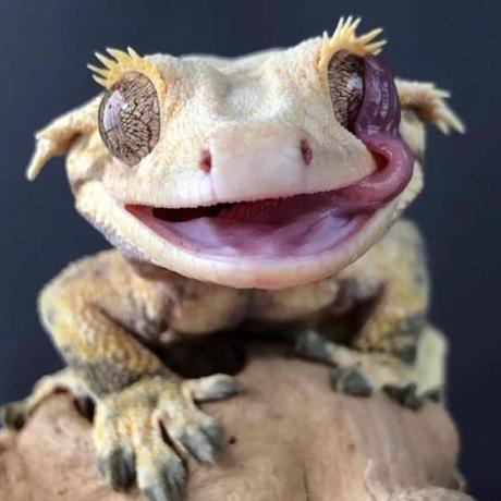 Java Db Mcp Server icon