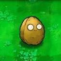 wall-nut417 avatar