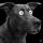 wardog1uk