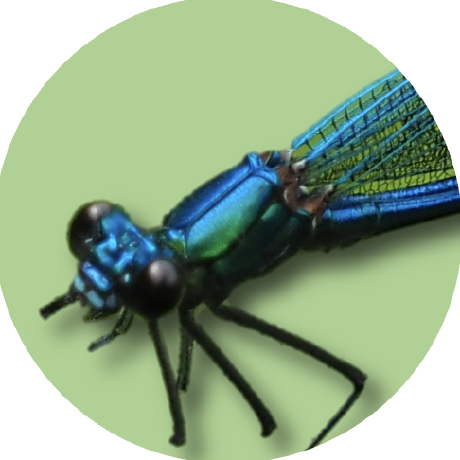 Damselfly Avatar