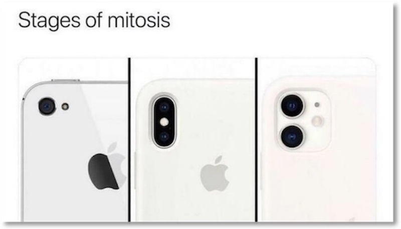 stages-of-mitosis.jpg