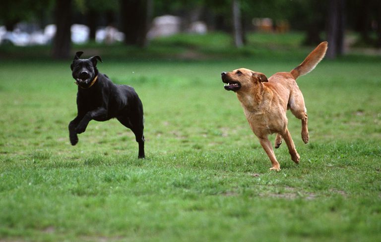 running-dogs.jpg