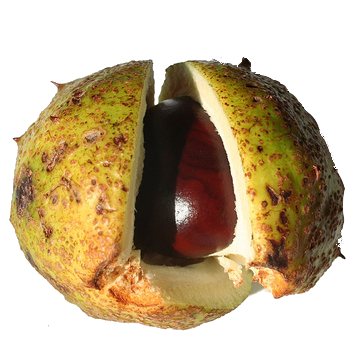 Conker.tr.png