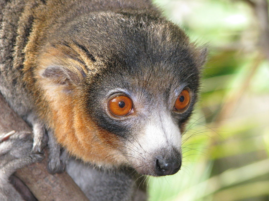 lemur.jpg