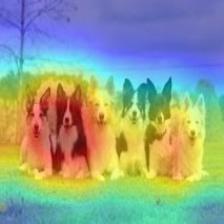 multiple_dogs-densenet121-cam.jpg