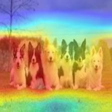 multiple_dogs-resnet50-cam++.jpg