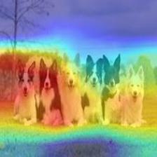 multiple_dogs-resnet50-cam.jpg