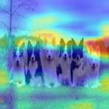 multiple_dogs-vgg19-cam.jpg