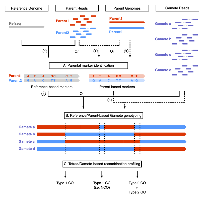 RecombineX.overview.png