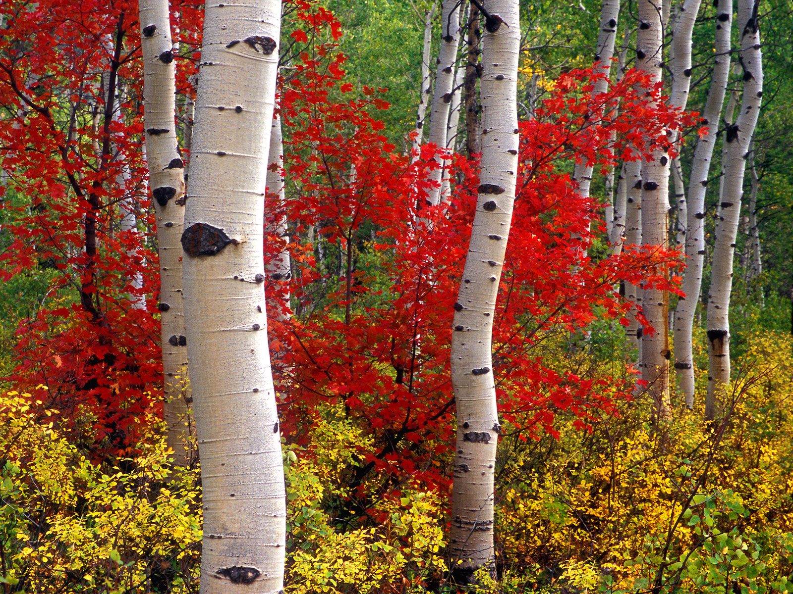 Aspens.jpg