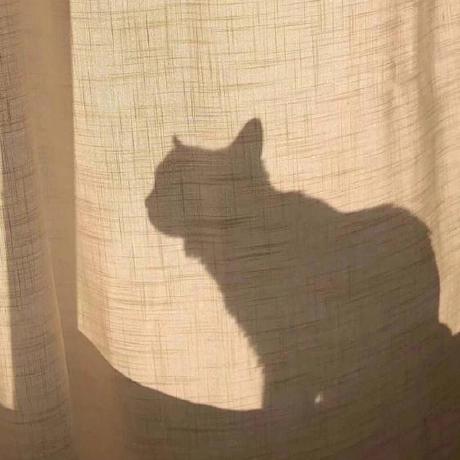 dsh-aside avatar