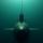 zendive