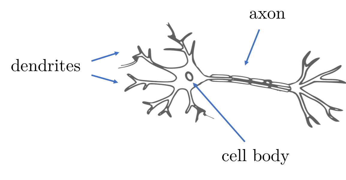 bneuron.png